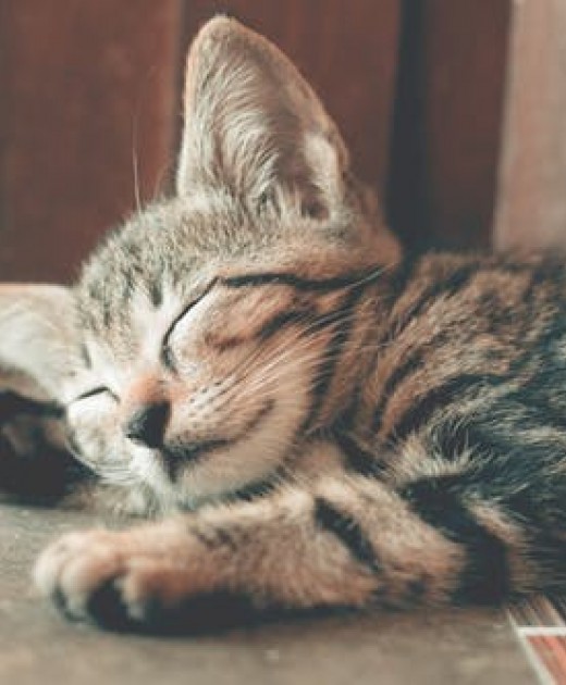 4 bonnes raisons de faire la sieste