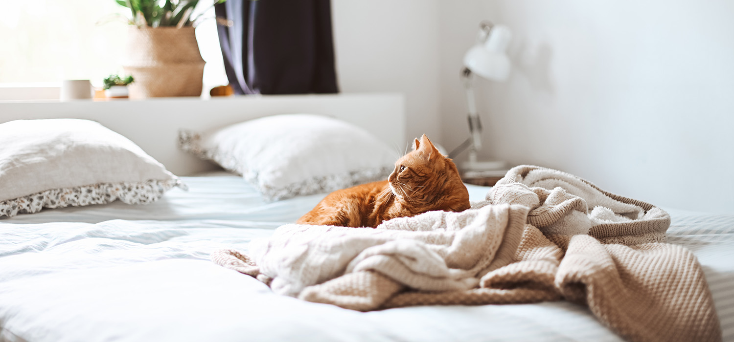Chat allongé sur un lit